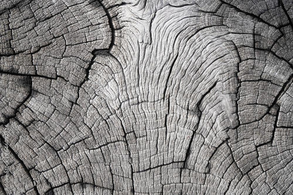 Fototapeta premium Macro closeup natural wood cracks texture