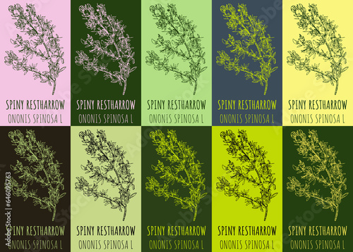 Set of drawing of SPINY RESTHARROW in various colors. Hand drawn illustration. Latin name ONONIS SPINOSA L.