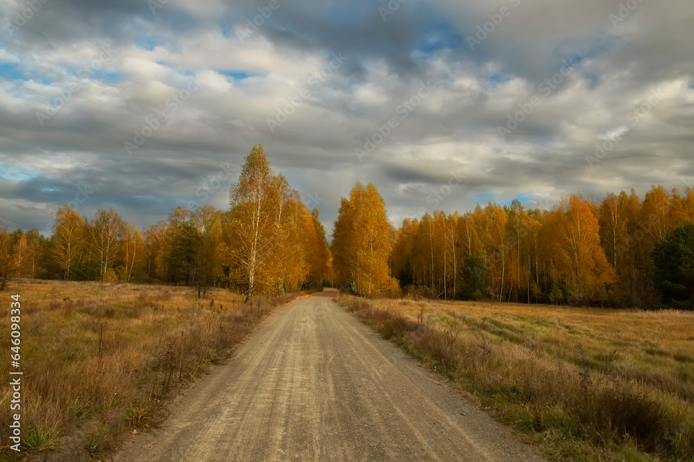 Beautiful autumn landscape. Golden birch trees along the dirt road.