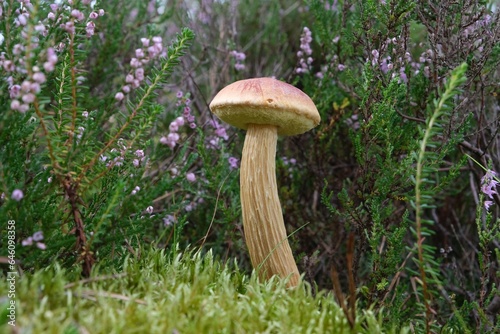 Single mushroom Aureoboletus projectellus in heather in forest. It is bolete fungus. Found in North America, and recently in Europe.