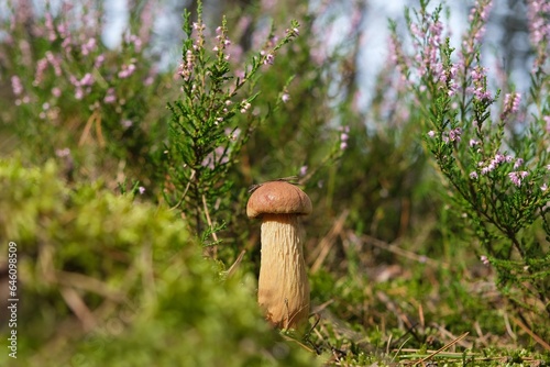 Single mushroom Aureoboletus projectellus in heather in forest. It is bolete fungus. Found in North America, and recently in Europe. photo