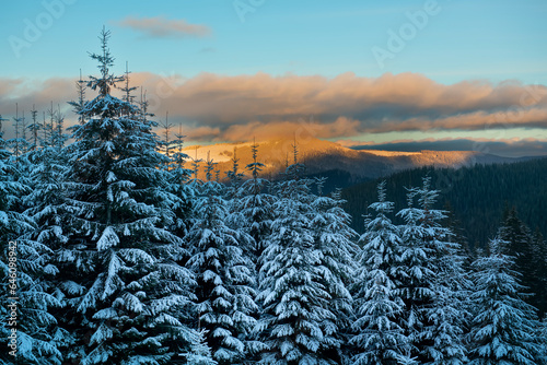 Beautiful winter landscape. Snow-covered spruce trees in the mountains and a dramatic sky with sunset clouds.
