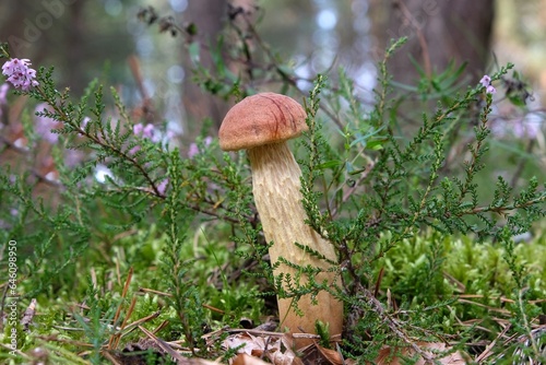 Single mushroom Aureoboletus projectellus in heather in forest. It is bolete fungus. Found in North America, and recently in Europe. photo