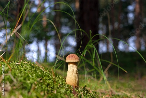 Single mushroom Aureoboletus projectellus in forest. It is bolete fungus. Found in North America, and recently in Europe. photo