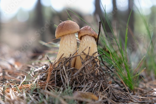 Two little mushrooms Aureoboletus projectellus hugging each other. It is bolete fungus. Found in North America, and recently in Europe. photo