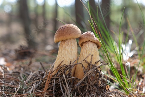 Two little mushrooms Aureoboletus projectellus hugging each other. It is bolete fungus. Found in North America, and recently in Europe. photo