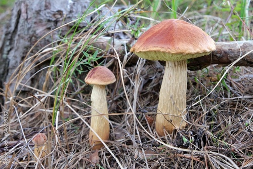 Group of three mushrooms Aureoboletus projectellus in forest. It is bolete fungus. Found in North America, and recently in Europe.