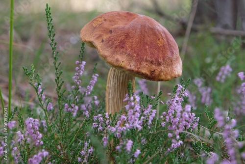 Beautiful single mushroom Aureoboletus projectellus in blooming heather. It is bolete fungus. Found in North America, and recently in Europe. photo