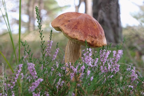 Beautiful single mushroom Aureoboletus projectellus in blooming heather. It is bolete fungus. Found in North America, and recently in Europe. photo