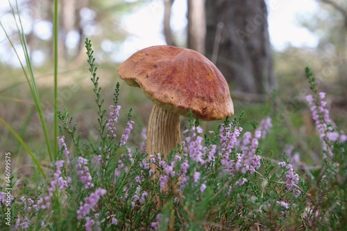 Beautiful single mushroom Aureoboletus projectellus in blooming heather. It is bolete fungus. Found in North America, and recently in Europe.