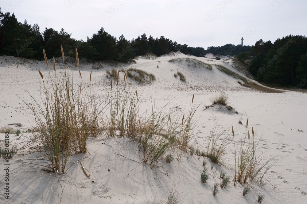 The Lubiatowskie Dunes with wooden poles with rope on tourist trail in sunny summer day. Nature trail on the Baltic Sea. Lubiatowo, Pomerania, Poland