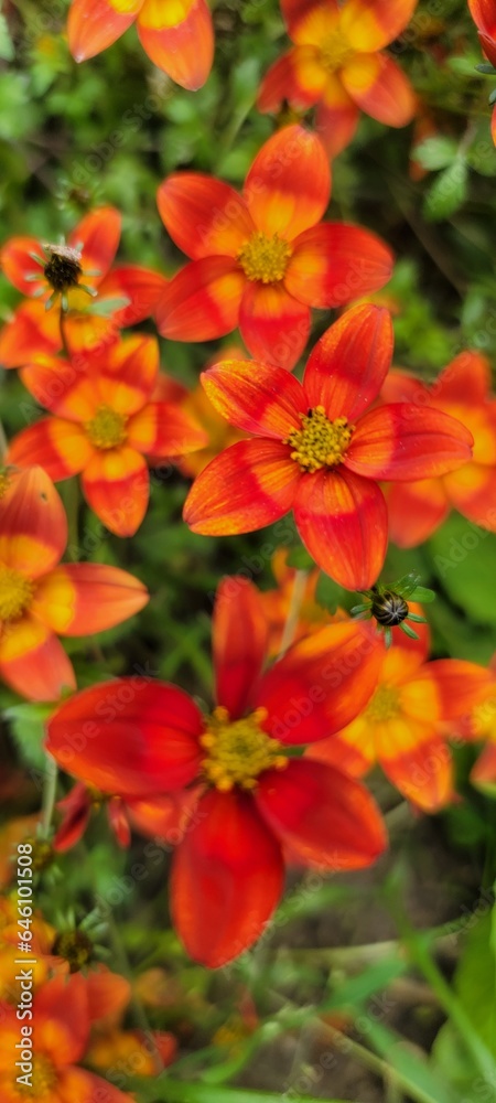 Red flower