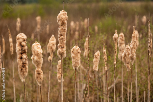 Foto Close-up of dry flower spikes of common bulrush (Typha latifolia) in the Großes