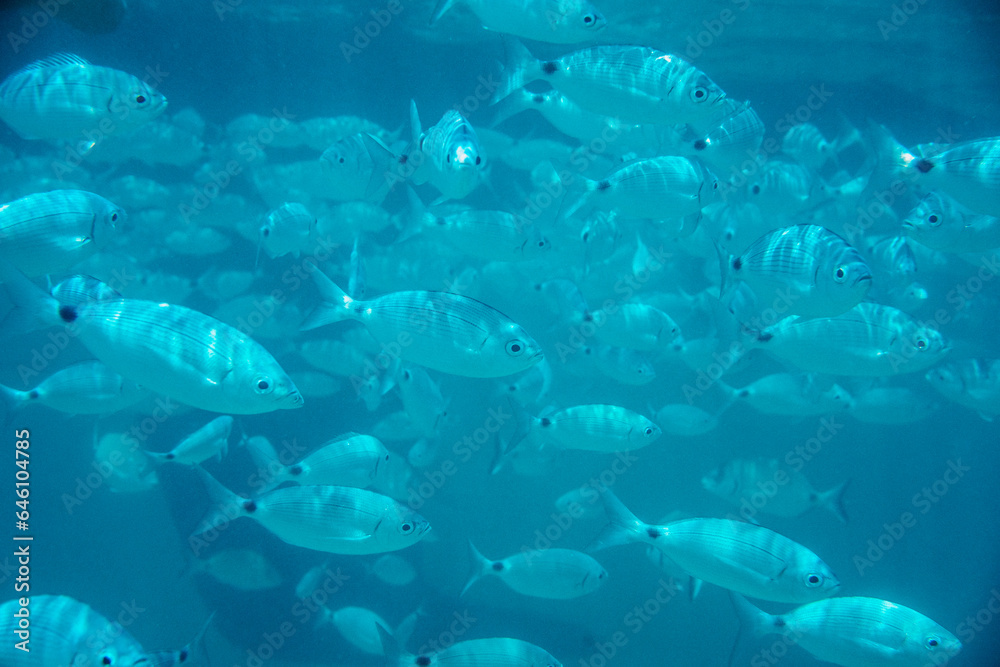Fototapeta premium fish swimming in the sea