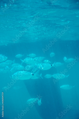 Fototapeta Naklejka Na Ścianę i Meble -  fish swimming in the sea