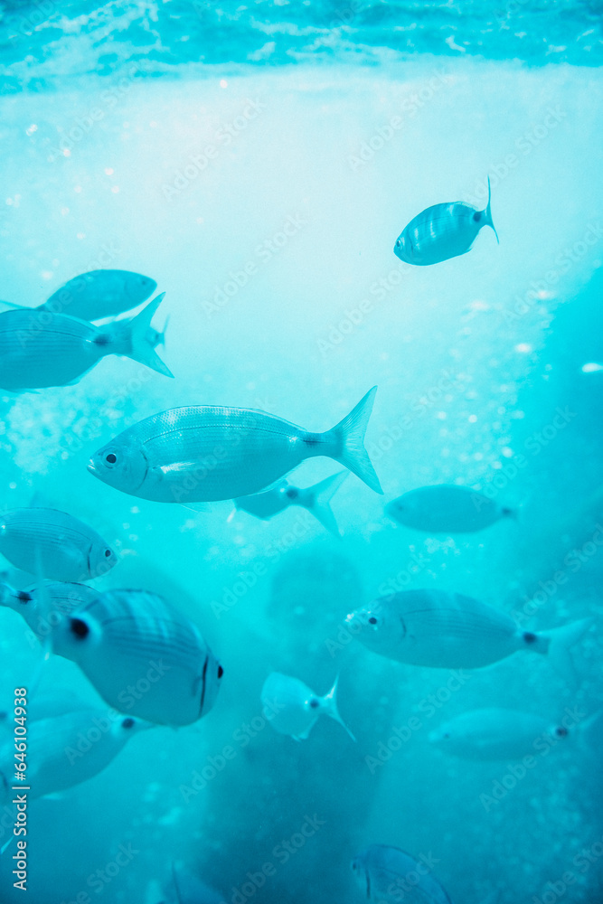 Obraz premium fish swimming in the sea