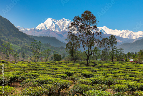 Fotografi Beautiful scenic landscape with tea plantations in the foreground and the majestic Kanchenjunga Himalaya range in the background