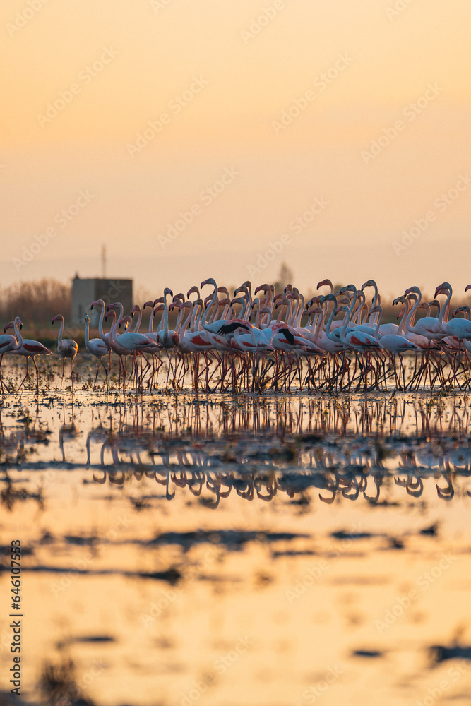 flamingos at sunset in the lake