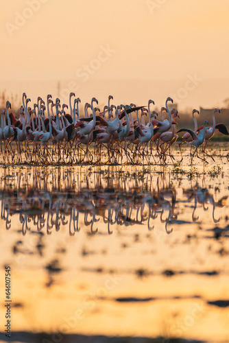 flamingos at sunset in the lake