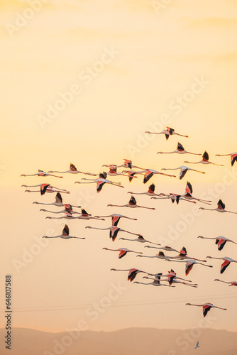 flamingos at sunset in the lake