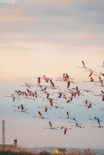 flamingos at sunset in the lake