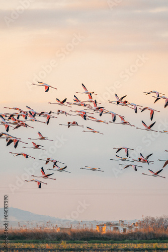 flamingos at sunset in the lake