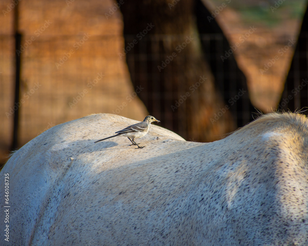 Bird on horse's back. A Pied wagtail on horses back. Stock Photo ...
