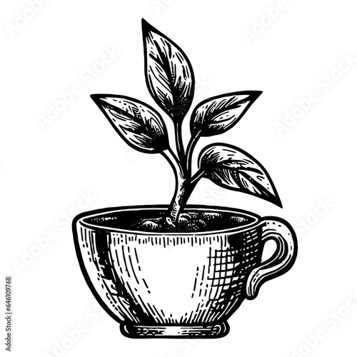 plant in a cup sketch