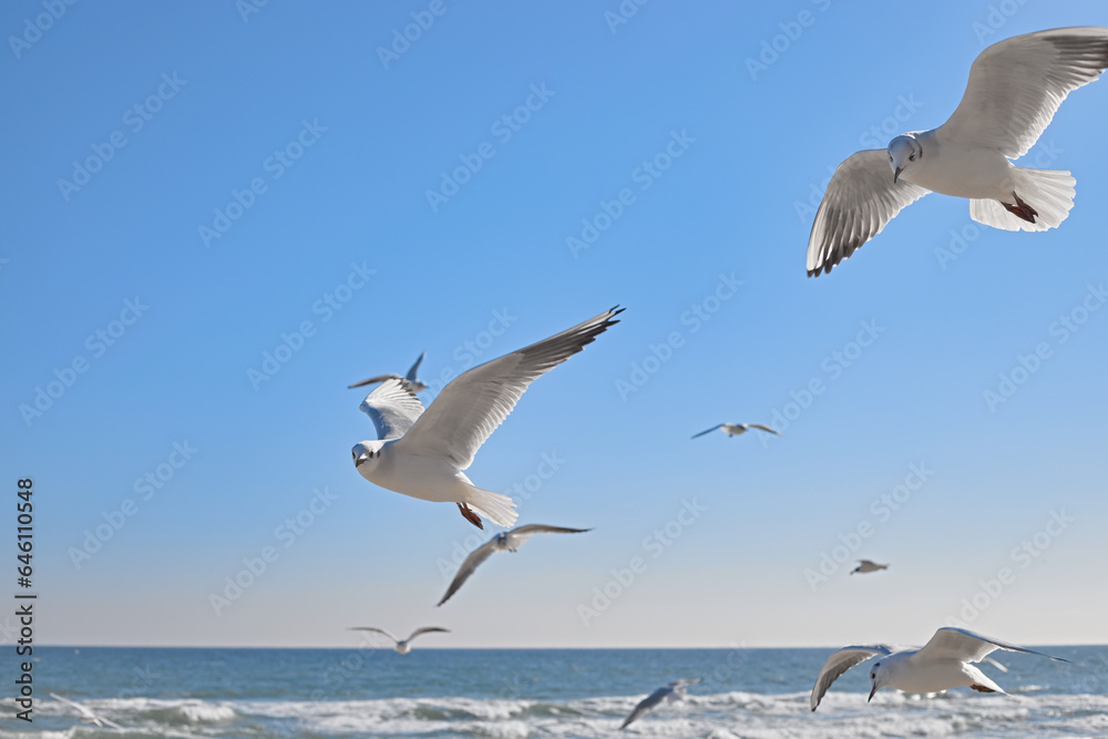 Seagulls gracefully soaring in the air over the sea coast, sea waves in the rays of the sun Seagulls gracefully soaring in the air over the sea coast, sea waves in the rays of the sun