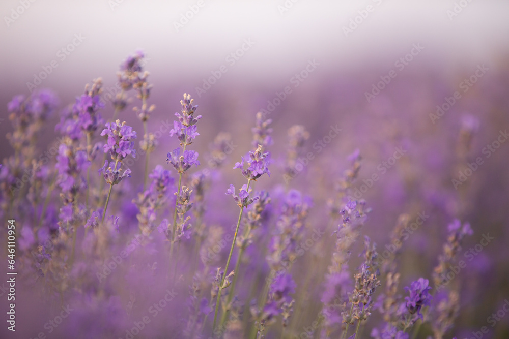 Lavender field in summer. Sunset over a lavender meadow in Greece Lavender field in summer. Sunset over a lavender meadow in Greece