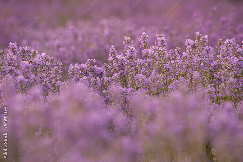 Obraz premium Lavender field in summer. Sunset over a lavender meadow in Greece