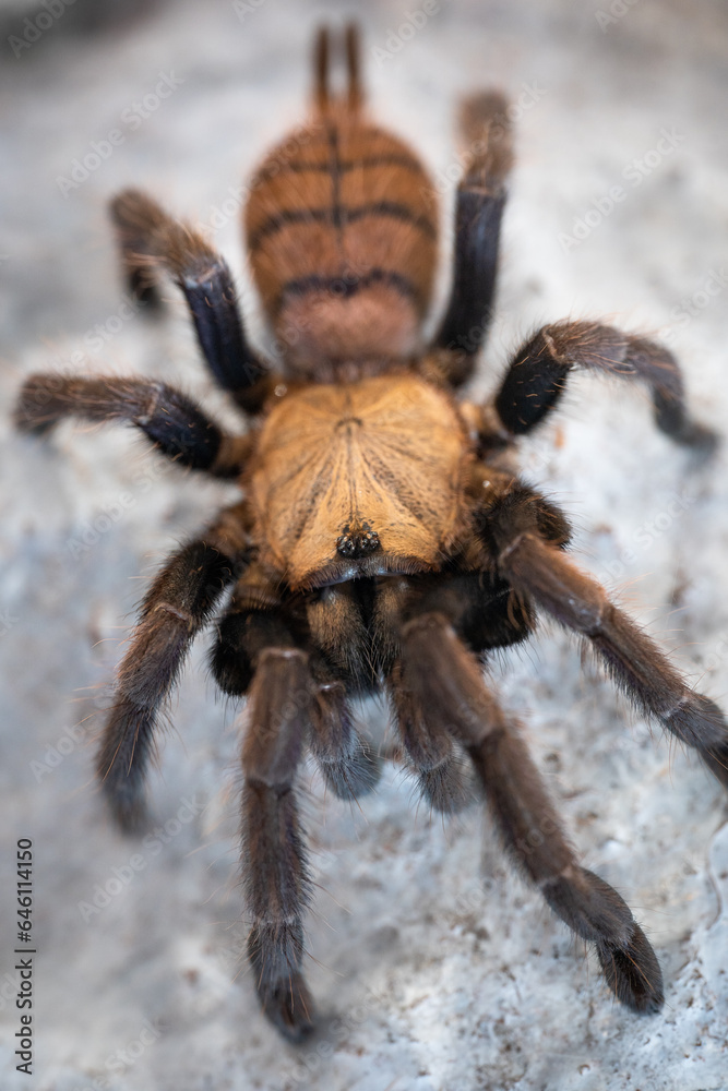 Indian violet baboon tarantula Chilobrachys fimbriatus Indian violet baboon tarantula Chilobrachys fimbriatus