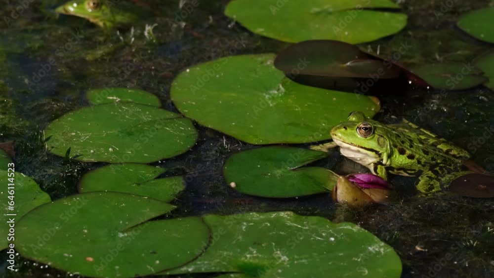 Slow motion of marsh frog (Pelophylax ridibundus) catching and eating a tiny insect. Green frog sitting in the water among waterlily leaves and waiting for lunch. Animals hunting in a pond. 4K Slow motion of marsh frog (Pelophylax ridibundus) catching and eating a tiny insect. Green frog sitting in the water among waterlily leaves and waiting for lunch. Animals hunting in a pond. 4K