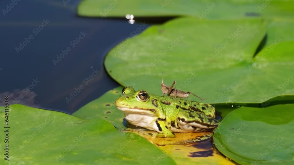Interesting slow motion of a terrified grasshopper sitting on the back of a marsh frog (Pelophylax ridibundus) while the frog has no idea what's happening. Aquatic animal and it's prey in a pond. 4K Interesting slow motion of a terrified grasshopper sitting on the back of a marsh frog (Pelophylax ridibundus) while the frog has no idea what's happening. Aquatic animal and it's prey in a pond. 4K