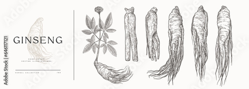 Ginseng. Hand-drawn medicinal plant roots in vintage engraving style. Design element for cosmetic or medical products. Botanical illustration.