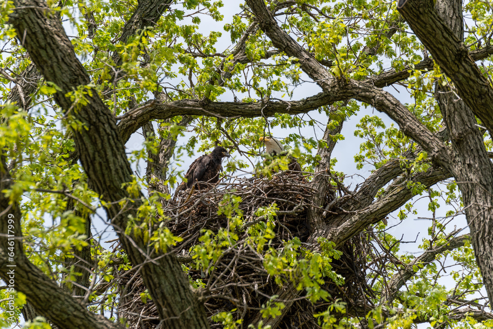 Bald Eagle In The Nest With Her Eaglet In Spring In Wisconsin