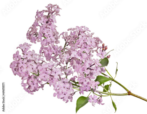 fine blossoming lilac pink color with small green leaves