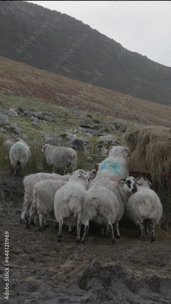 Scottish Blackface sheep, belonging to the breed, feed on hay from the feeder on a cloudy day. Vertical video. Scottish Blackface sheep, belonging to the breed, feed on hay from the feeder on a cloudy day. Vertical video.