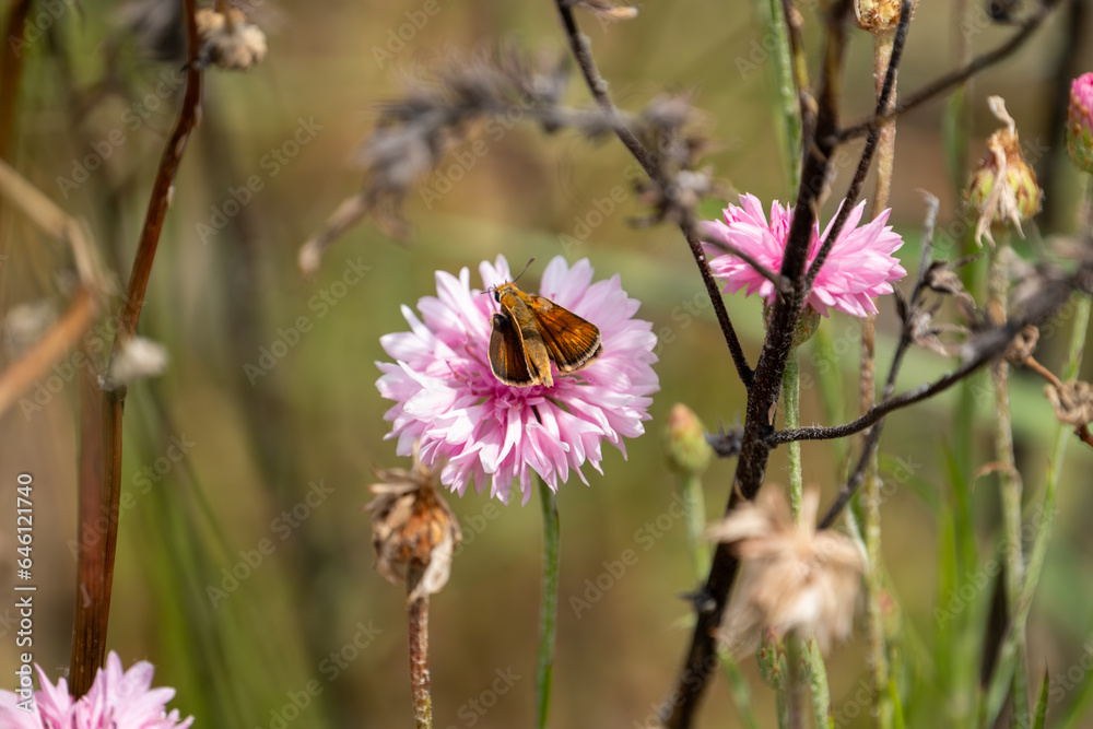 colorful butterfly perched on a large pink flower