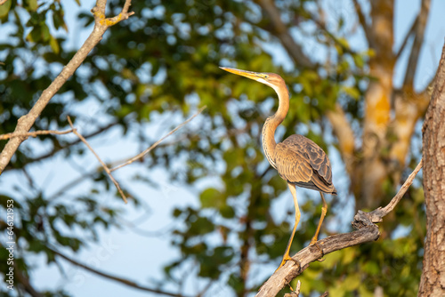 A heron bird perched on a tree branch.