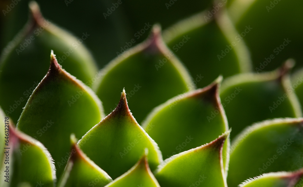 close up on green succulent plant texture close up on green succulent plant texture