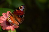 In the right corner there is a аglais io butterfly on a pink zinnia flower