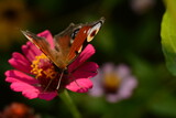 Aglais io butterfly collecting nectar on a pink zinnia flower