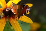 Peacock butterfly on yellow rudbeckia flower
