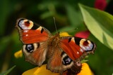 Beautiful bright red aglais io butterfly close up on a yellow flower