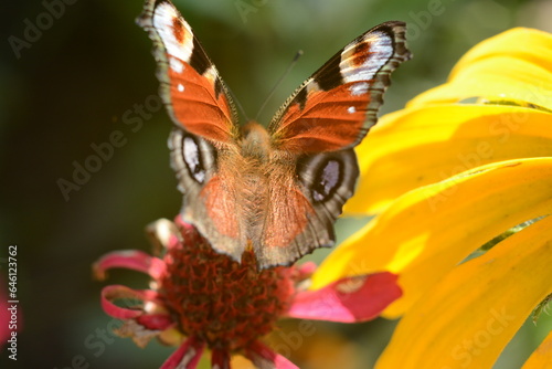 Butterfly flaps its wings on flowers in the garden