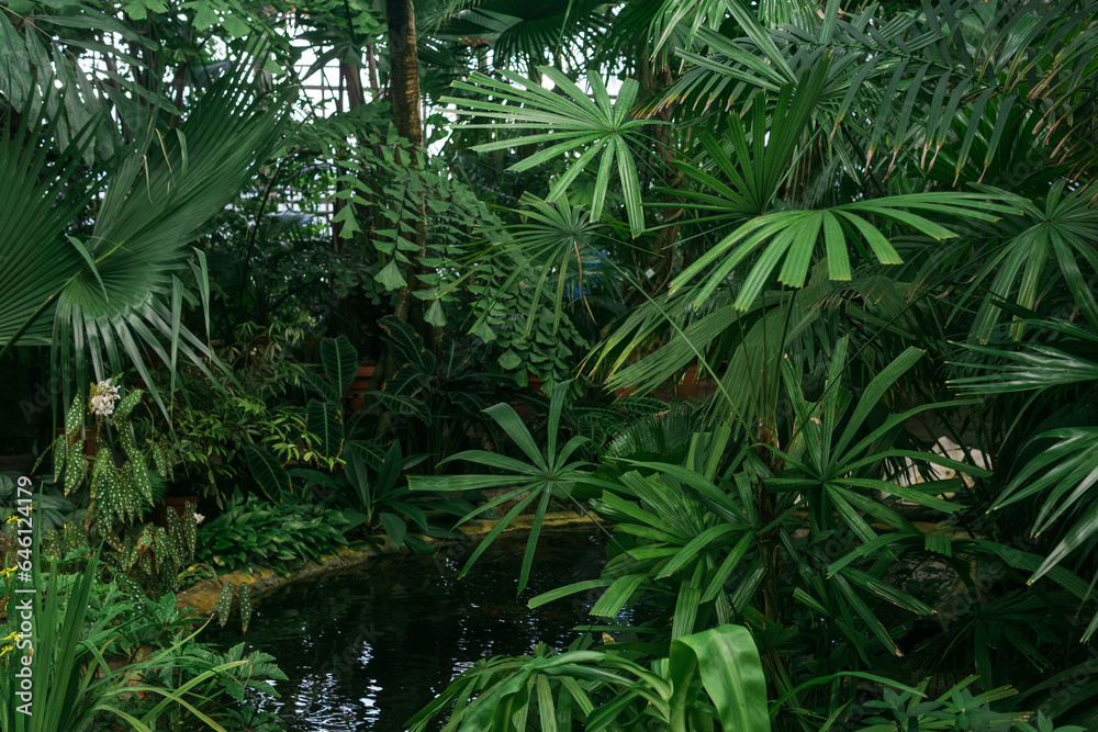 Fototapeta premium tropical plants over a pond in the interior of a large greenhouse