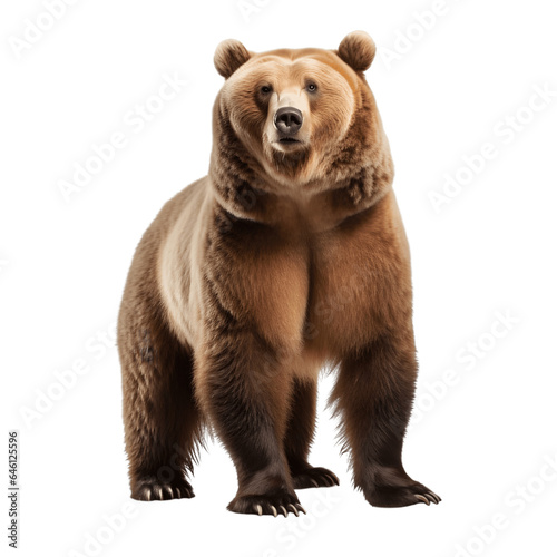 Brown bear looking over for something isolated on white background