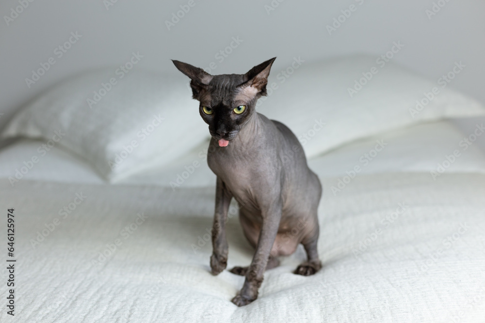 Black sphynx cat with angry expression and tongue hanging out of its