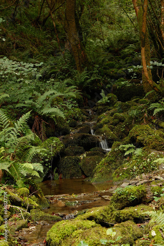 waterfall in the forest